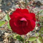 Rose 'Chorus' (Rosa species)
