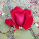 Rose 'Duftfestival' (Rosa species)