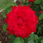 Rose 'Grande Amore' (Rosa species)