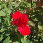 Rose 'Grande Amore' (Rosa species)