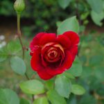 Rose 'Kleopatra' (Rosa species)