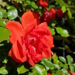 Rose 'Liwa' (Rosa species)