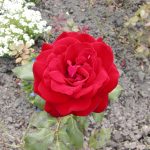 Rose 'Lübecker Rotspon' (Rosa species)