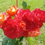 Rose 'Midsummer' (Rosa species)