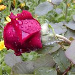 Rose 'Mildred Scheel' (Rosa species)