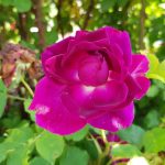 Rose 'Munstead Wood' (Rosa species)