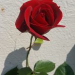 Rose 'Naheglut' (Rosa species)