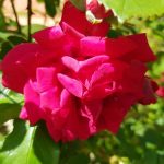 Rose 'Paul's Scarlet' (Rosa species)