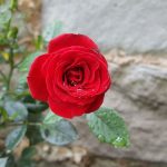 Rose 'Scarlet Hit' (Rosa species)
