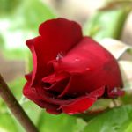 Rose 'Schwarze Madonna' (Rosa species)