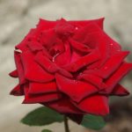 Rose 'Schwarze Madonna' (Rosa species)