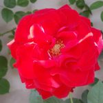 Rose 'Störtebeker' (Rosa species)