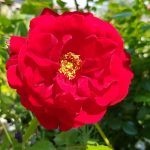 Rose 'Sympathie' (Rosa species)