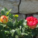 Rose 'Vulcanica' (Rosa species)