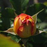 Rose 'Vulcanica' (Rosa species)