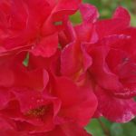 Rose 'Westpoint' (Rosa species)
