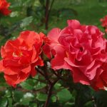 Rose 'Westpoint' (Rosa species)