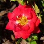 Rose 'Zwergenfee' (Rosa species)