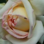 Rose 'Ambiente' (Rosa species)