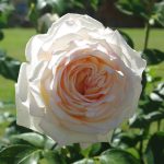 Rose 'Ambiente' (Rosa species)