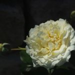 Rose 'Avalon' (Rosa species)