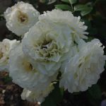 Rose 'Avalon' (Rosa species)