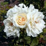 Rose 'Edelweiß' (Rosa species)