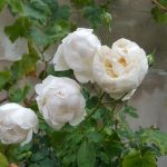 Rose 'Glamis Castle' (Rosa species)