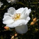Rose 'Heidesommer' (Rosa species)