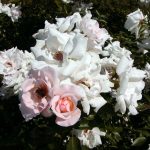 Rose 'Lilli Marleen' (Rosa species)