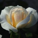 Rose 'Lions-Rose' (Rosa species)