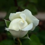 Rose 'Roger Whittaker' (Rosa species)