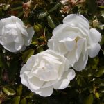 Rose 'Schneeflocke' (Rosa species)