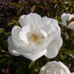 Rose 'Schneeflocke' (Rosa species)