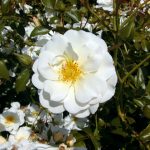 Rose 'Schneekönigin' (Rosa species)