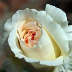 Rose 'Schneewalzer' (Rosa species)