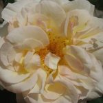 Rose 'Schneewalzer' (Rosa species)
