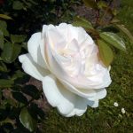 Rose 'Sebastian Kneipp' (Rosa species)