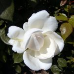 Rose 'Sebastian Kneipp' (Rosa species)