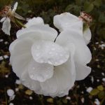 Rose 'Weiße Wolke' (Rosa species)
