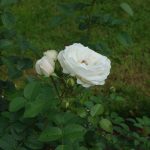 Rose 'Weiße Wolke' (Rosa species)