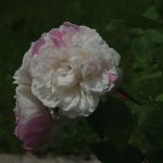 Rose 'Winchester Cathedral' (Rosa species)
