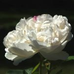 Rose 'Winchester Cathedral' (Rosa species)