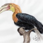 Großer Jahrvogel (Aceros undulatus undulatus)