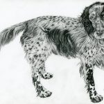 Haushund 'Flash' (Canis lupus familiaris)