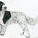 Haushund 'Léon' (Canis lupus familiaris)