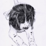 Haushund 'Léon' (Canis lupus familiaris)