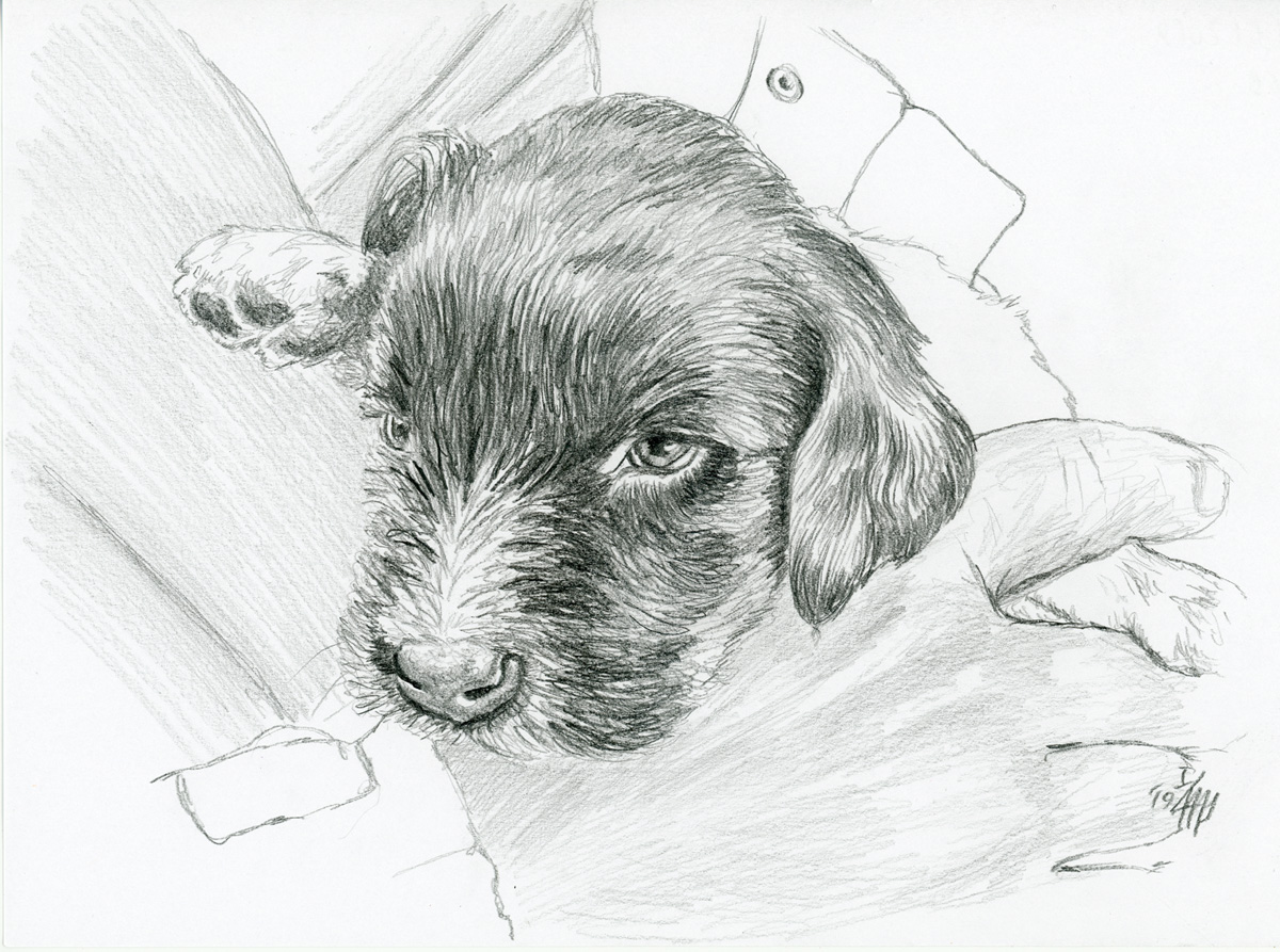 Haushund 'Lara' (Canis lupus familiaris)