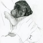 Haushund 'Lara' (Canis lupus familiaris)