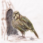 Kakapo (Strigops habroptilus)